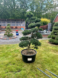 Cloud Tree 2 - 165cm
