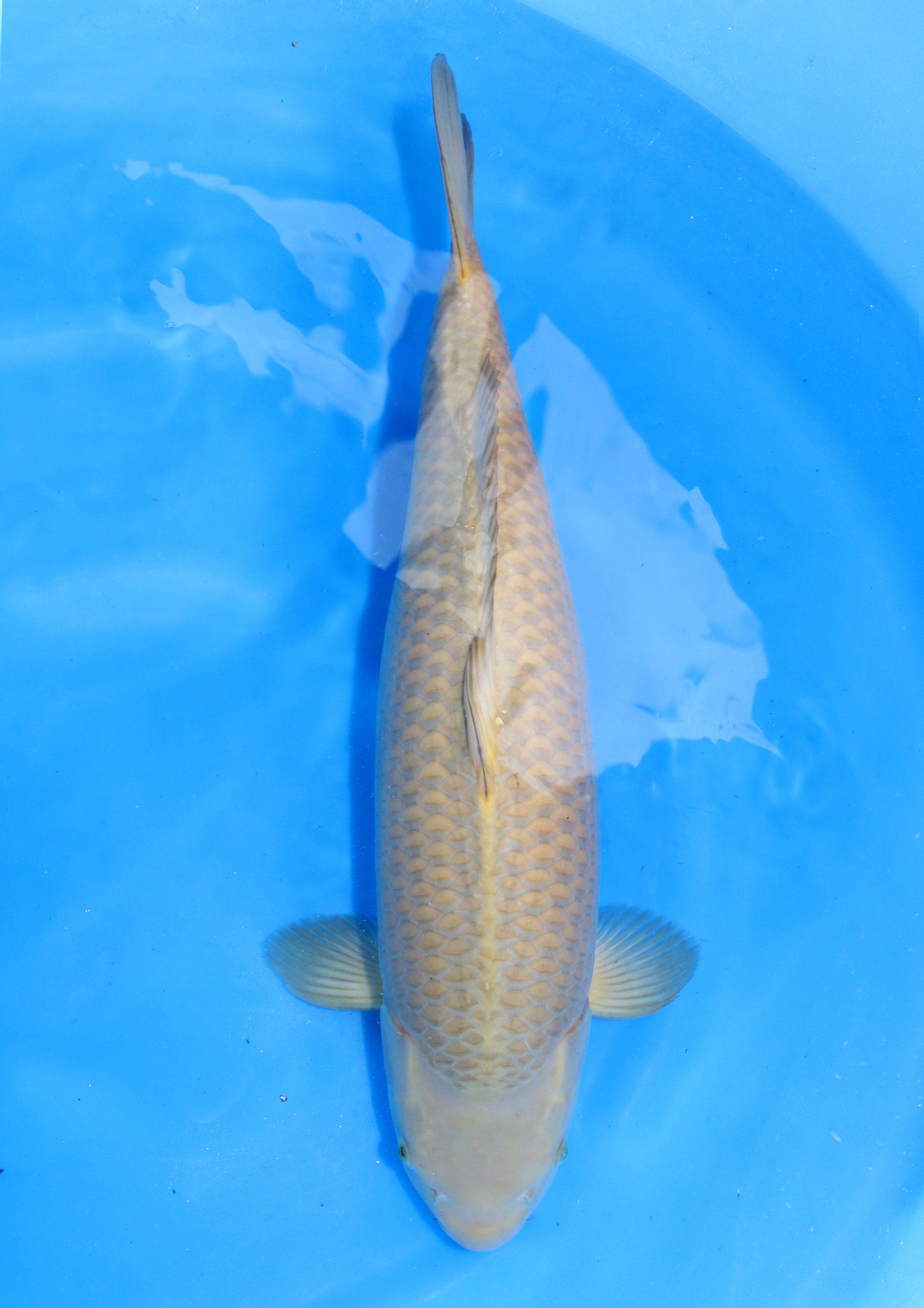 Chagoi