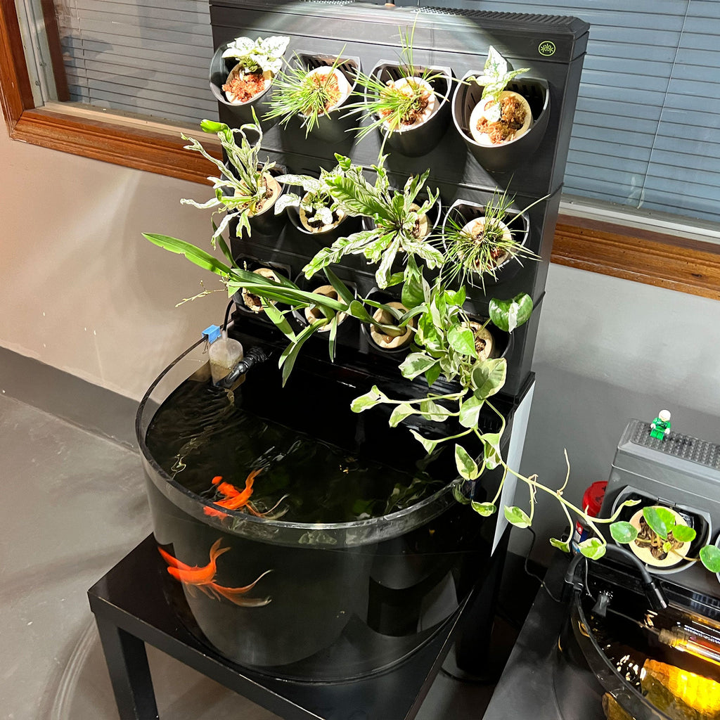 SNG Ecosystem-Desktop - complete set