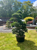Cloud Tree 6 - 162cm