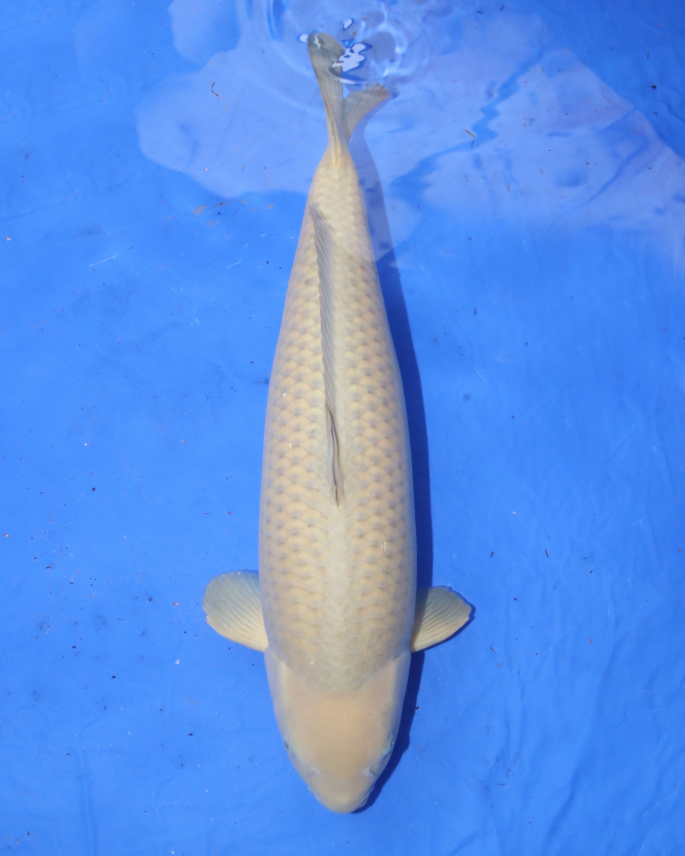 Chagoi