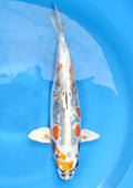 Beni Kikokuryu