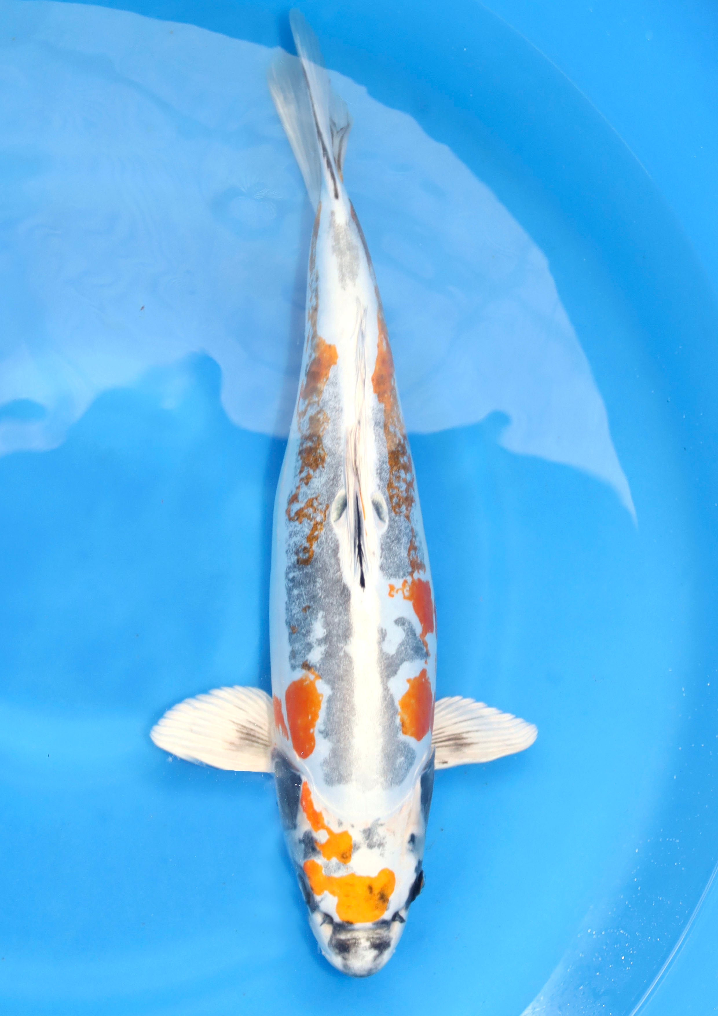 Beni Kikokuryu