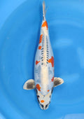 Beni Kikokuryu