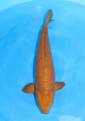 Chagoi