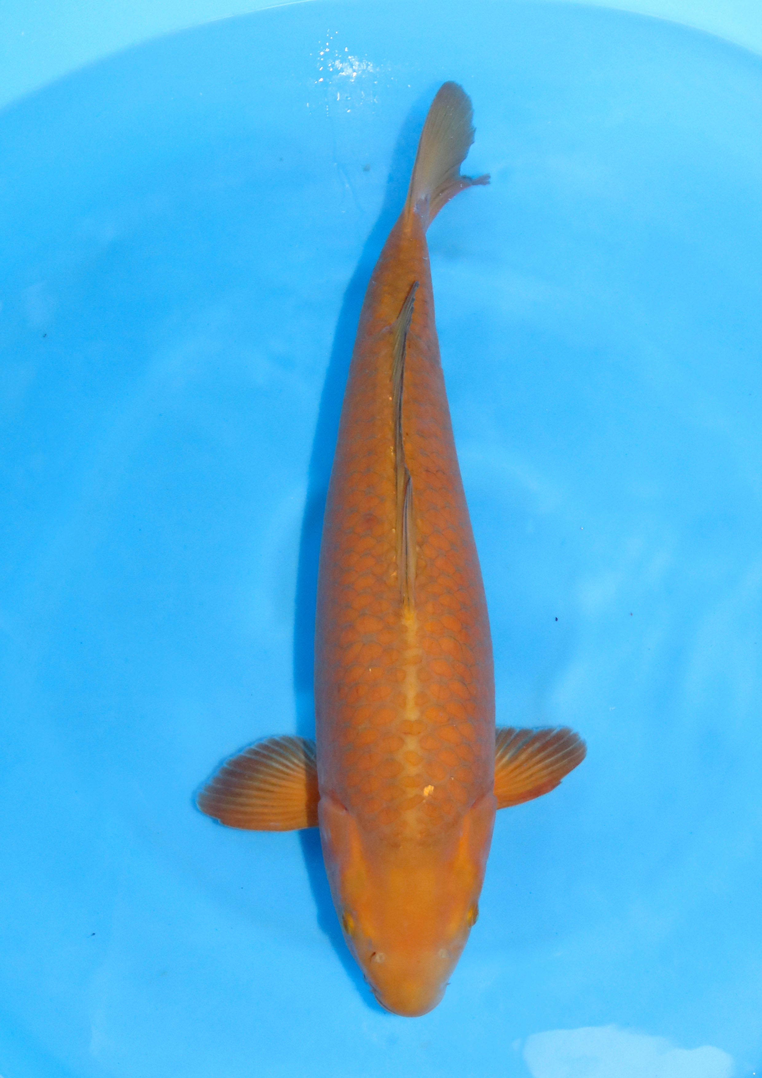 Chagoi