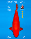Benigoi
