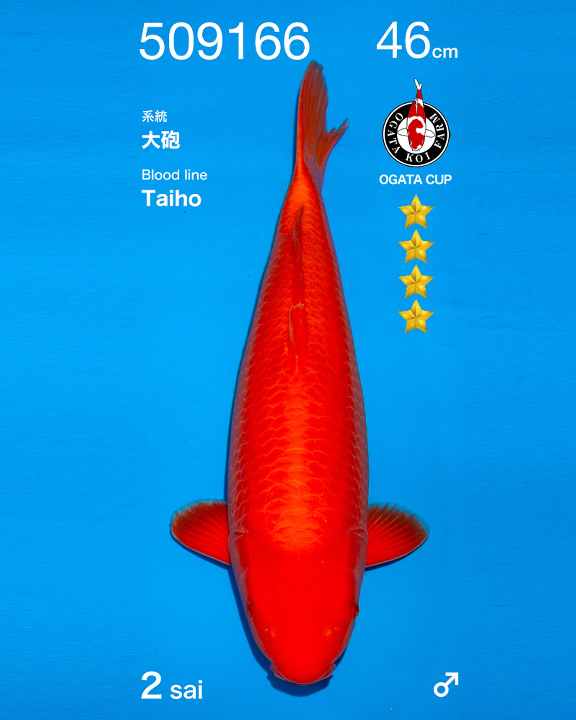 Benigoi